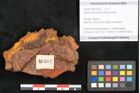 Foto (Objekt + Etikett) von Aralia elsmoreana Ettingshausen (NHMW-GEO-2024-0188-10382)